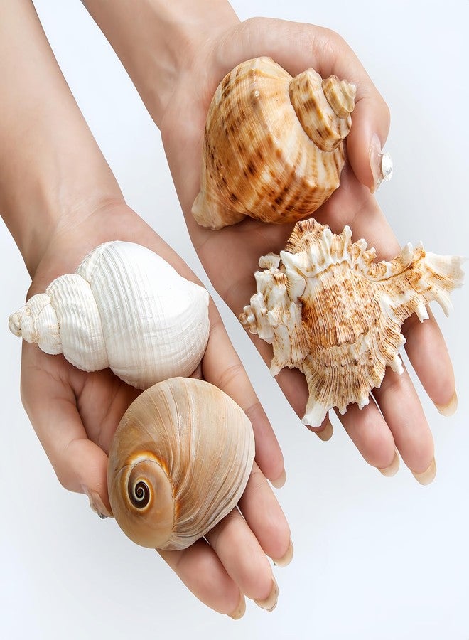 QICQDRAM 4 PCS Large Hermit Crab Shells 2~3.5Inch Natural Hermit Crab Shells 1~1.5Inch Opening, for Hermit Replacement Shells Hermit Crab Supplies - Image 1